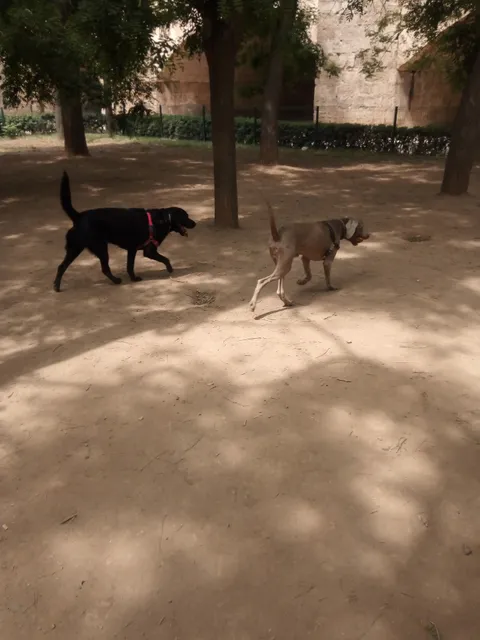 Dog Park