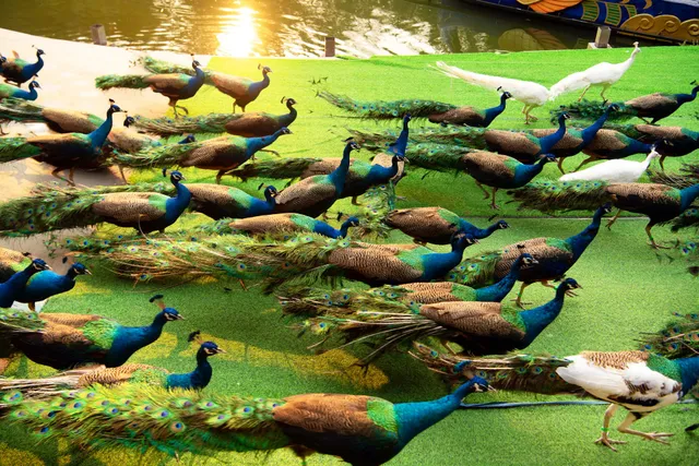 Xishuangbannan Primitive Forest Park （West Gate）