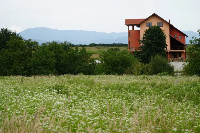 Pension Variegated Tulip
