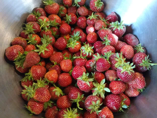 Miracle Strawberry Farm