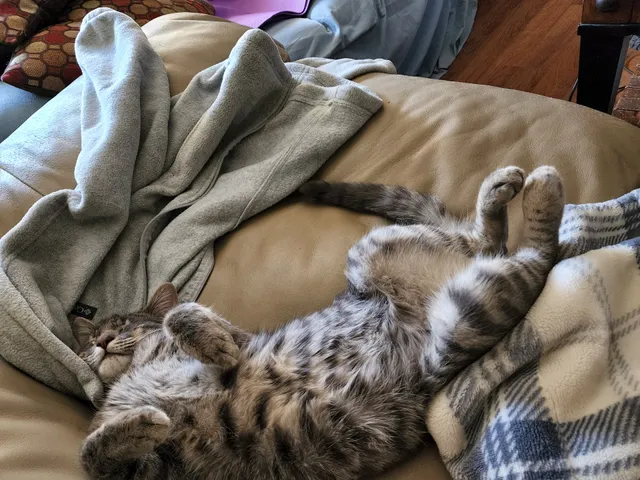 Northshore Humane Society