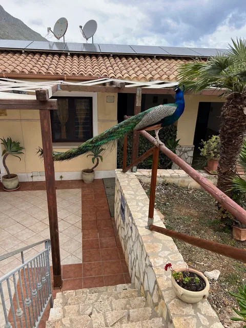 Baglio cracchiolo da tuzzo