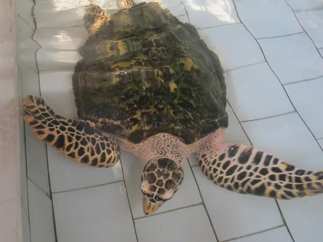 Reef Seen Divers Resort