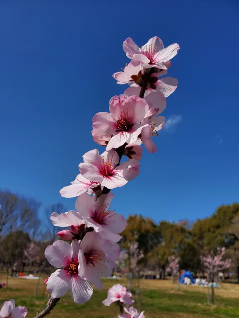 Almond Forest