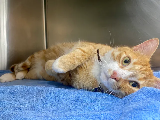 Cat Clinic At Cherry Hill