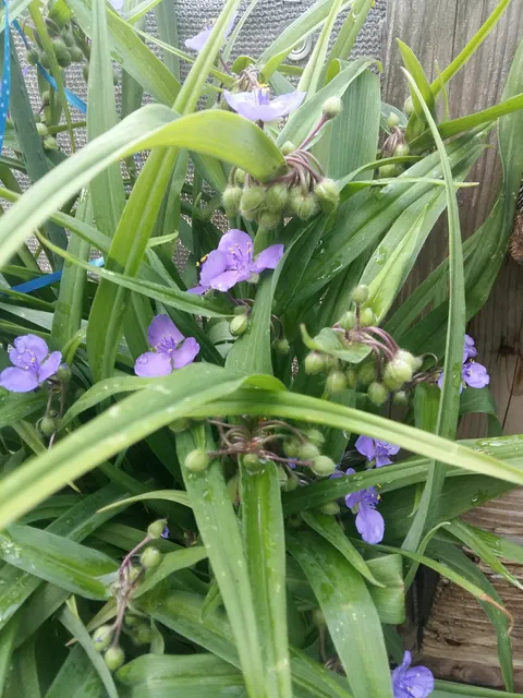 KGV "An den Sprikken" e.V.