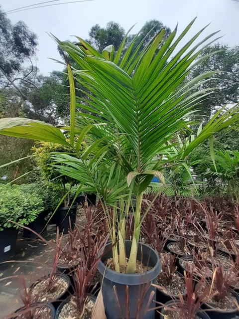 United Plant Growers Nursery