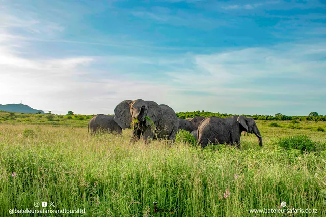 Bateleur Safaris & Tours