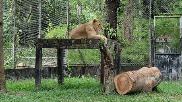 Lion Enclosure