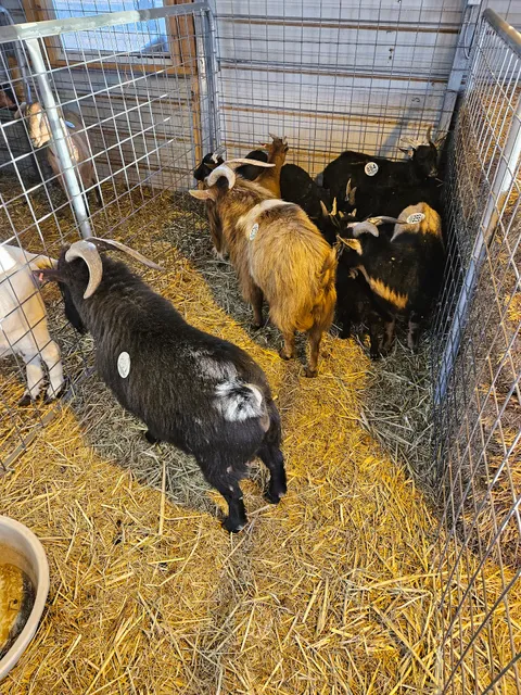 Rose's Weekly Auction