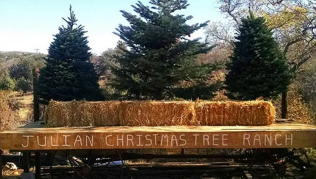 Julian Christmas Tree Ranch