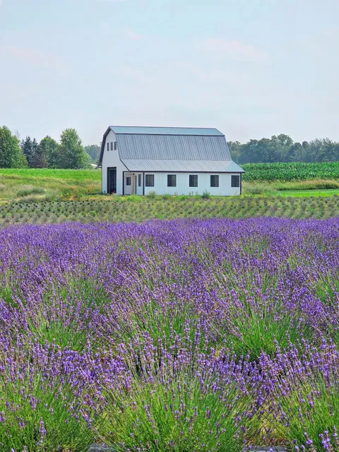 Belle Lavande Lavender Farm