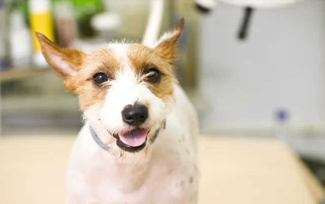 PAWSitive Veterinary of New York