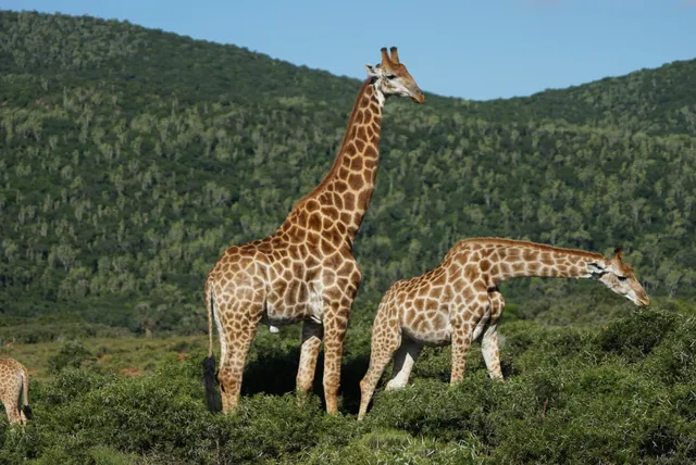 Kariega Game Reserve Eastern Cape