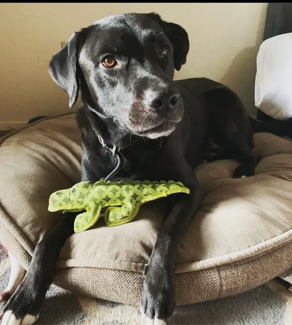 Animal Hospital and Emergency Clinic of Conroe