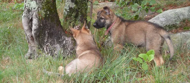 Canine College, Bow Wow Resort