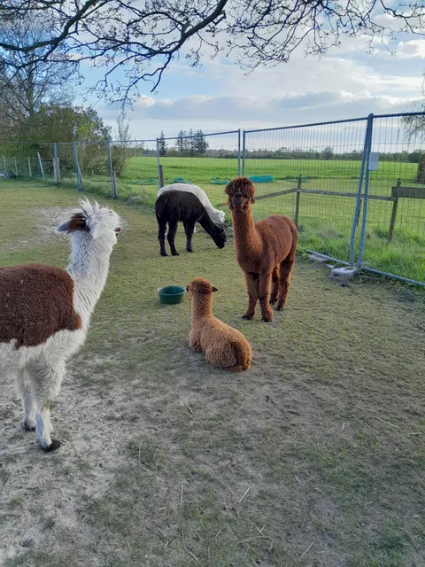 Alpakahof Sönnebüll