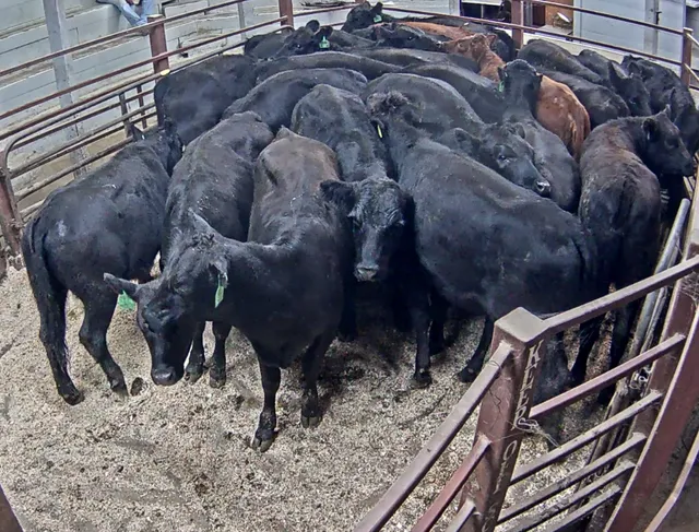 Menno Livestock Auction