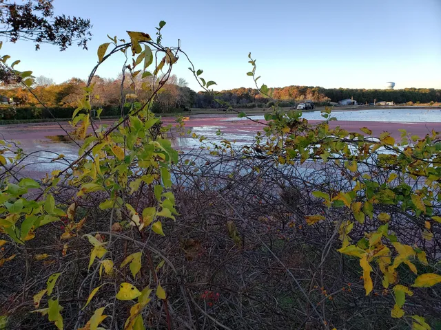 Fresh from the Vine Cranberry Bog