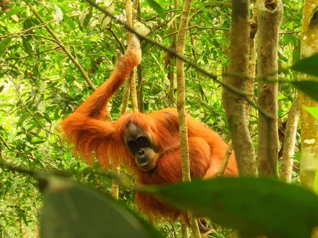 Bukit Lawang Orangutan Trekking