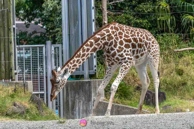 Herbivorous Animal House