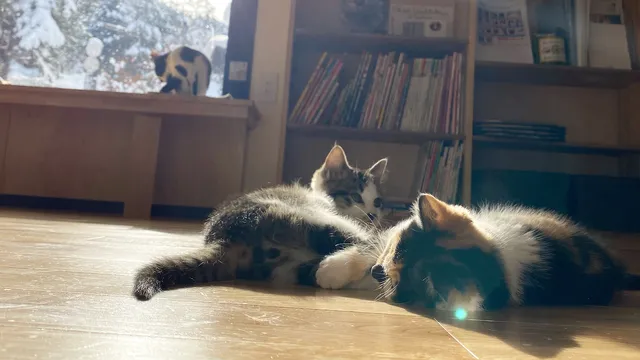 保護猫シェルターにゃんliving 飛騨高山