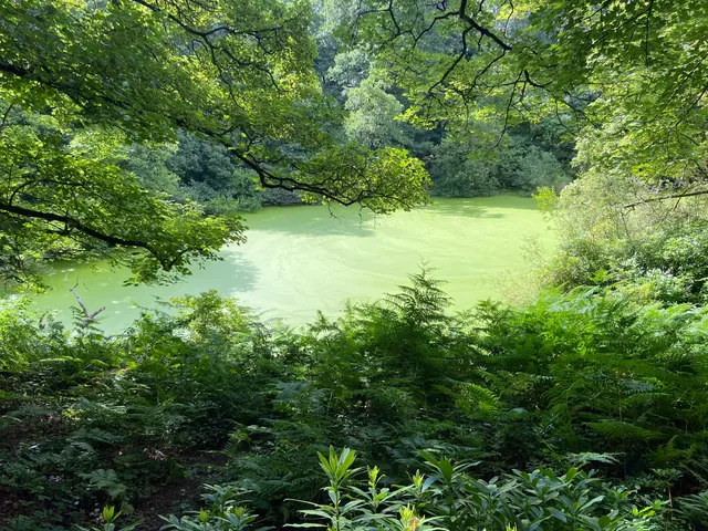 National Trust - Dudmaston: Comer Woods