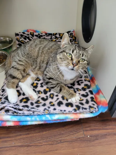 Heavenly Paws Animal Shelter