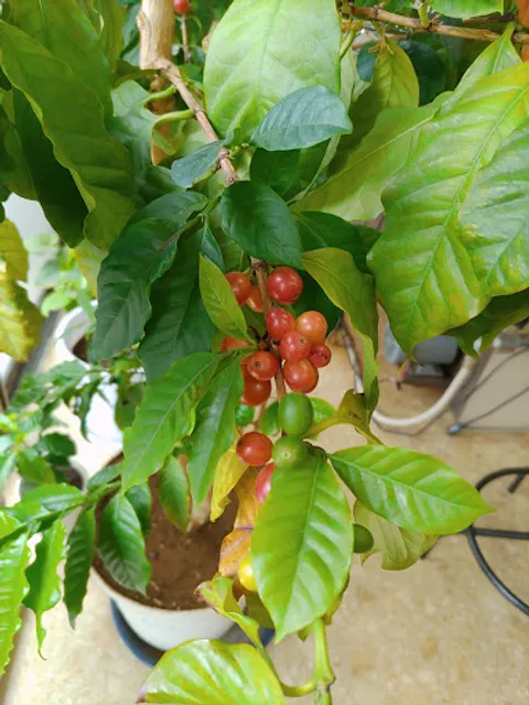 ファインコーヒー