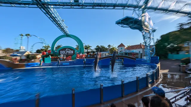 Dolphin Encounter