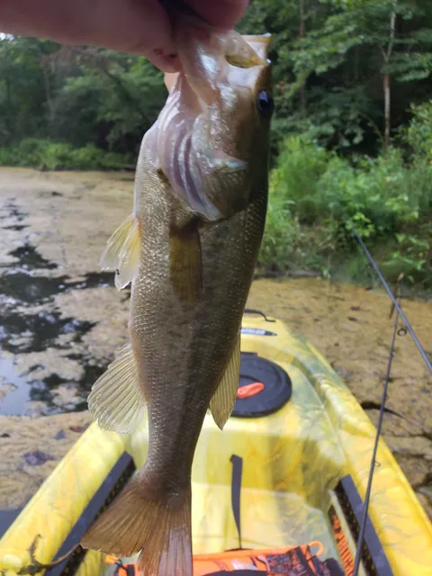 Ohio Power Company Pond Number 9515-025