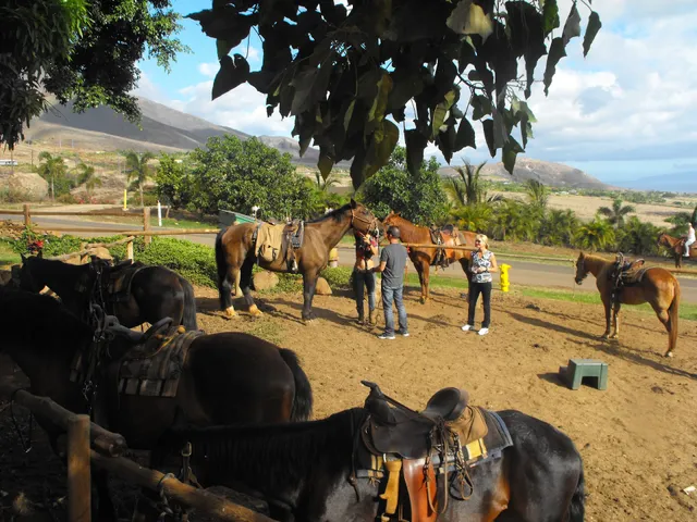 Lahaina Stables