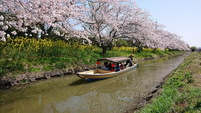 近江八幡和船観光協同組合 水郷めぐり