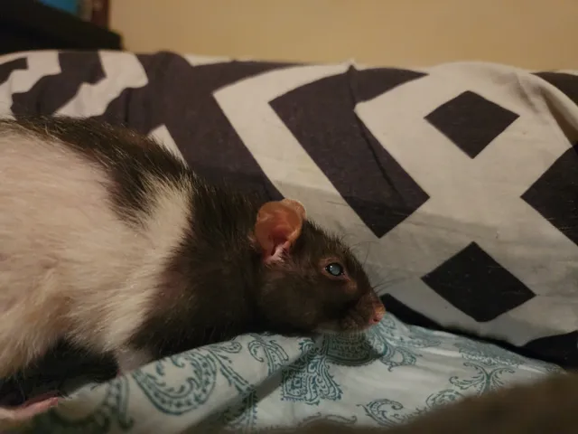 Houston Pet Cremation Services