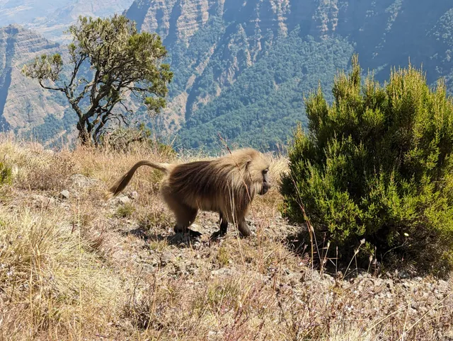 Semien Mountain National Park office