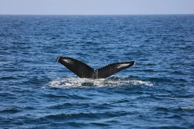 Harbor Breeze Cruises