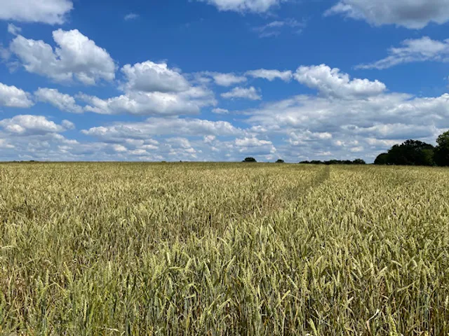 Racines de Van Gogh - Vangoghroots