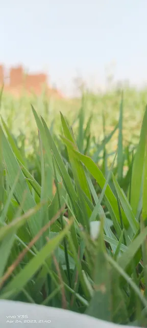 OYO 70999 Kamla Farms