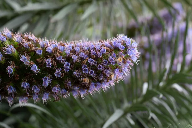 Secret Garden in Central Park