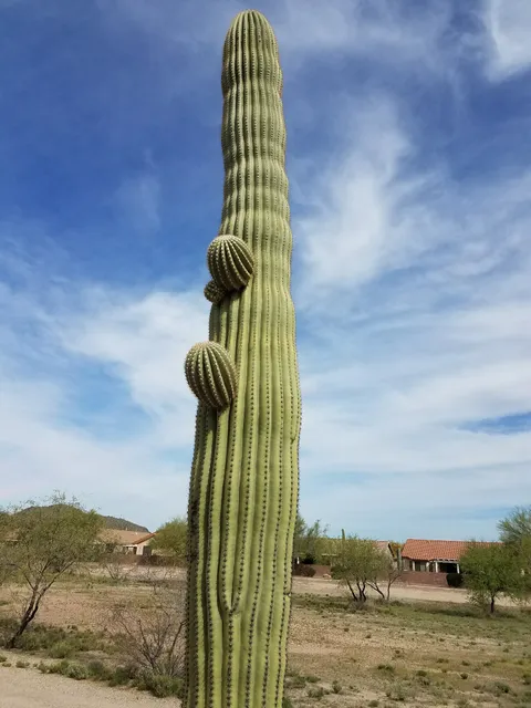 Sunflower Village Center