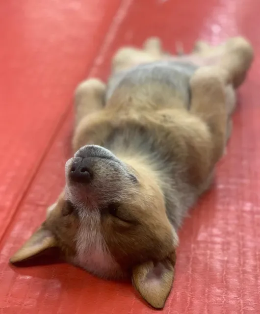 Puppy Yoga