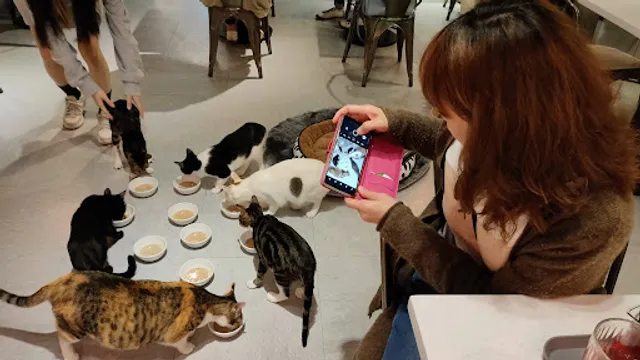 Yaong Caffe & Pasta ＆24N4X |基隆韓系貓咪咖啡廳 & 韓國服飾 | 義大利麵專賣 | ♥ 必須和10隻貓貓共處一室的咖啡廳 |
