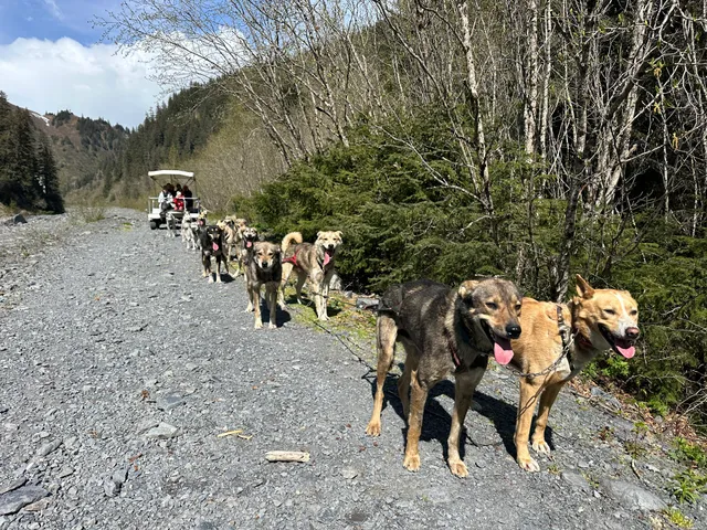 IdidaRide Sled Dog Tours