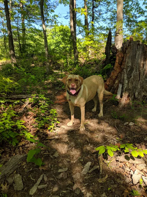 Normanskill Farm Dog Park