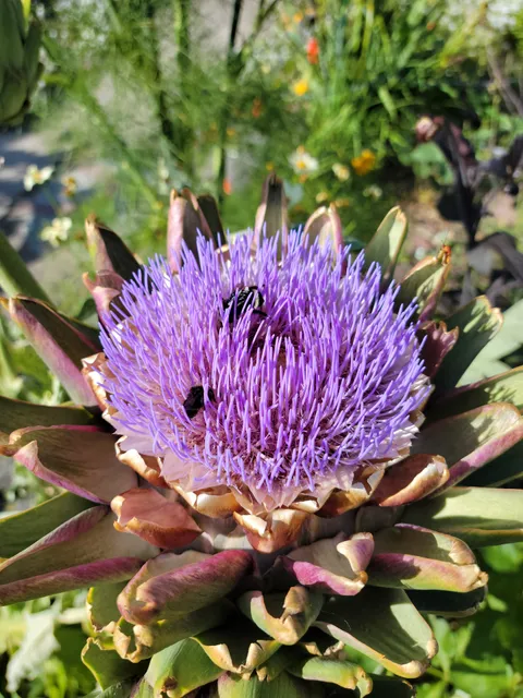 Belltown P-Patch Community Gardens