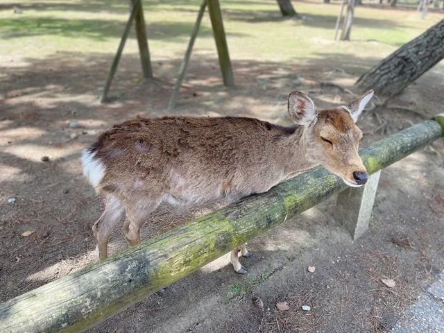Narakoendantaibasuchushajo Park