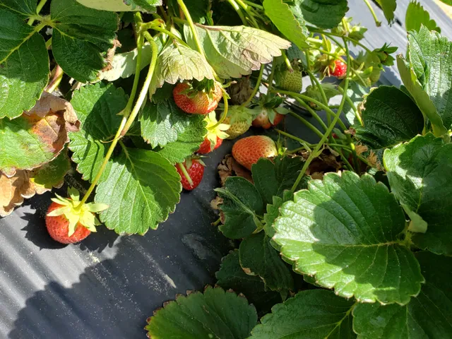 Landry Poche Strawberry Farm Inc