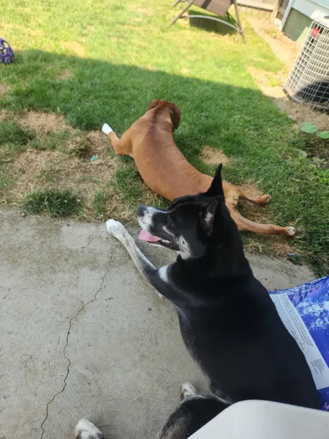 The Canine Campus Hubbard