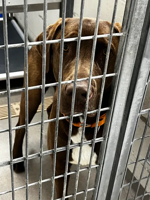 Salt Lake County Animal Services