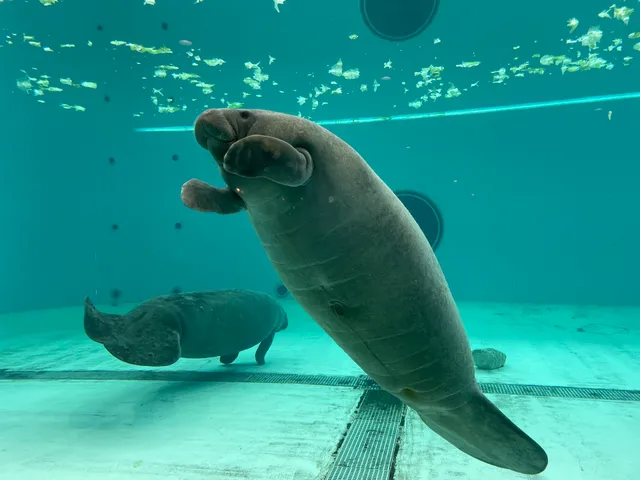 Manatee Pool